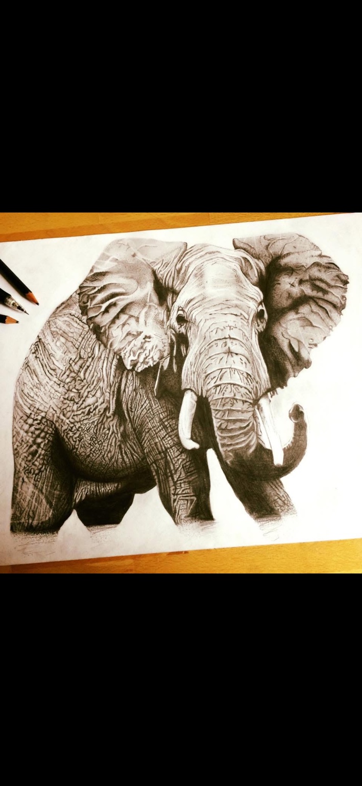 Hand-drawn elephant by Daniel Hornby, showing detailed skin folds and tusks, photographed on paper beside drawing pencils