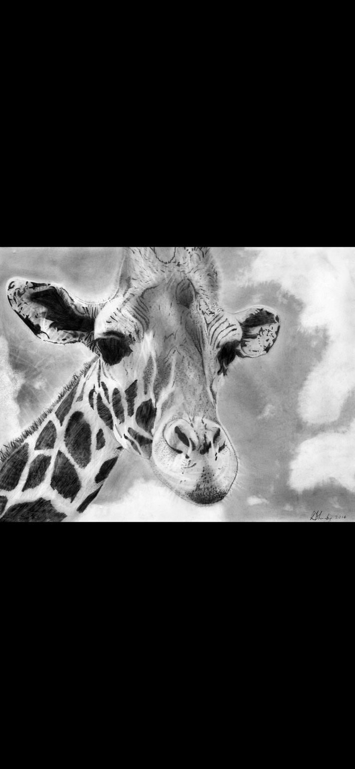 Daniel Hornby's signed hand-drawn giraffe portrait with detailed markings and a softly shaded background